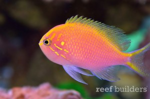 Awesome Fish Spotlight: Serranocirrhitus latus, the Sunburst Anthias ...