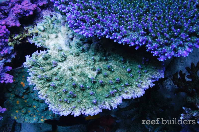 Australian Tabling Acropora Coral (Acropora microclados) coming in today's  Diver's Den®. The Diver's Den update is typically around 5pm