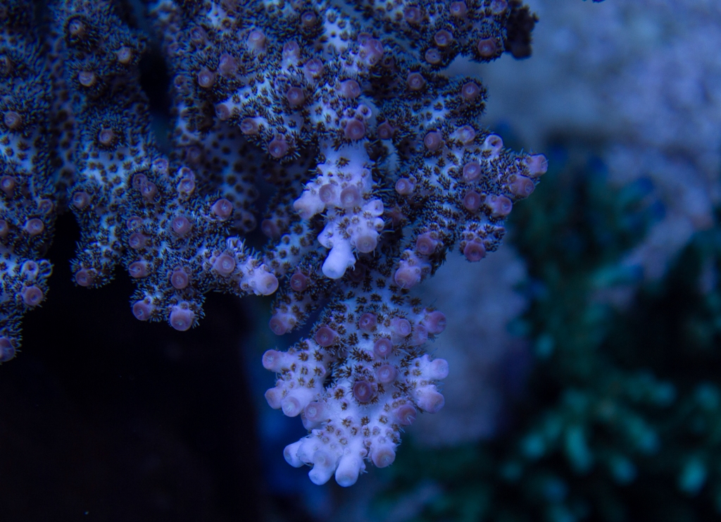 Paul K’s reef from Ireland is as colorful as it is impressive | Reef ...