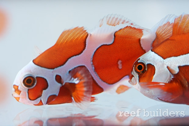 peace-keeper-maroon-clownfish-3