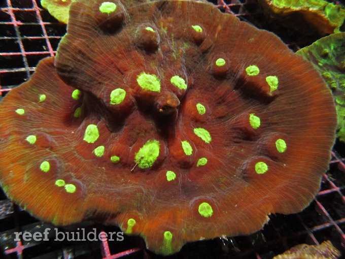 pectinia coral