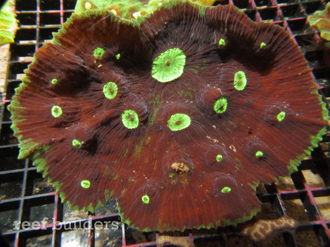 pectinia coral