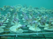 PNG SEASMART coral mariculture program