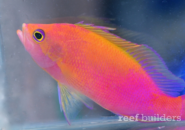 pseudanthias-flavicauda