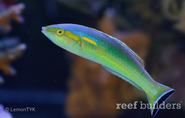 Xanthomos pencil wrasse-jpg