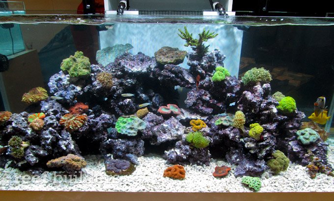 Radion Pro s eight color LED cluster brings out incredible coral color rendition Reef Builders The Reef and Saltwater Aquarium Blog