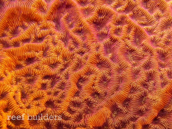 Leptoseris corals are also not the easiest to keep since too much light can easily bleach it