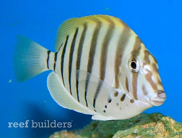 acanthurus polyzona