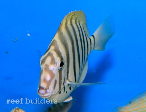 acanthurus polyzona