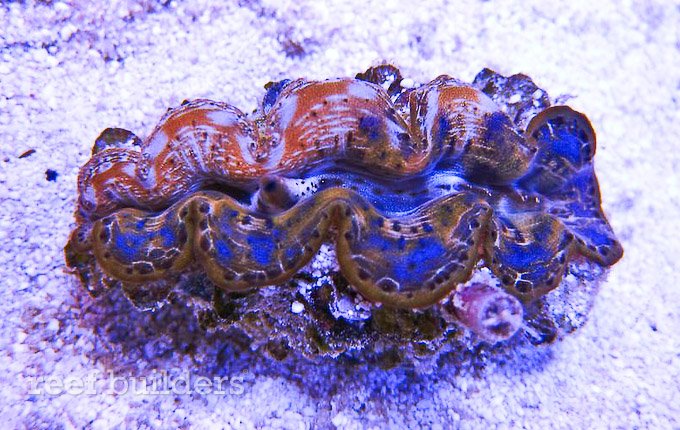 bicolor maxima clam
