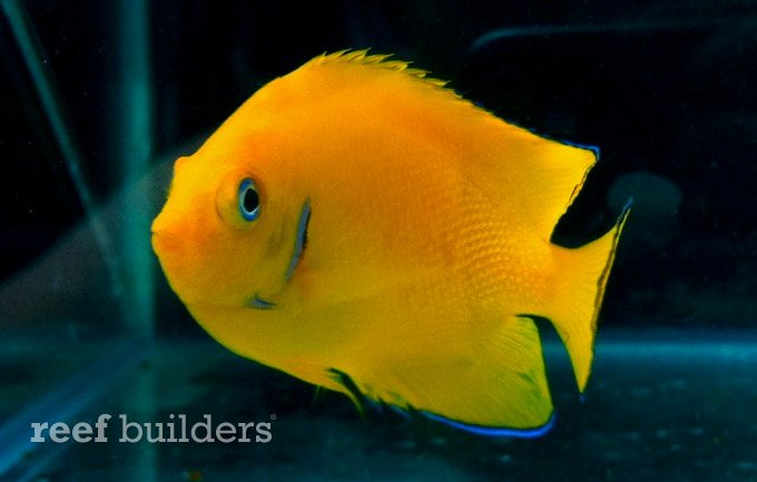 cocos island lemonpeel angelfish