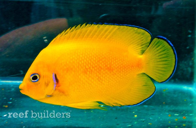 cocos island lemonpeel angelfish