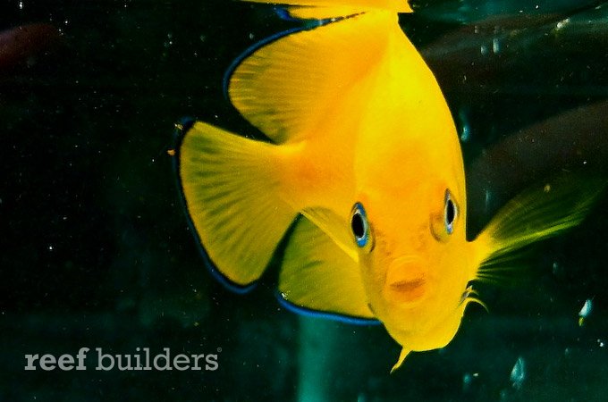 cocos island lemonpeel angelfish