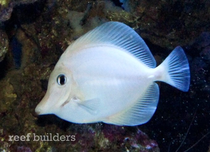 casper white tang