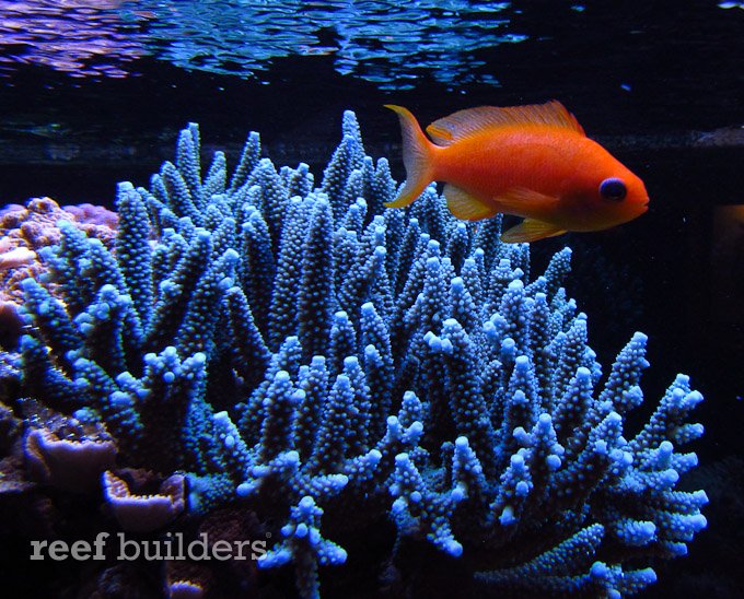 estherea hotel reef aquarium