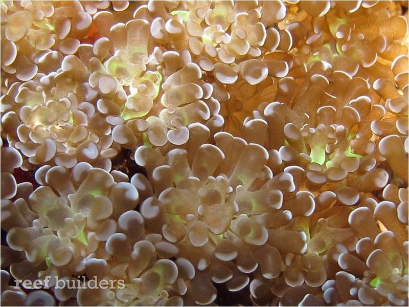 new bali euphyllia coral