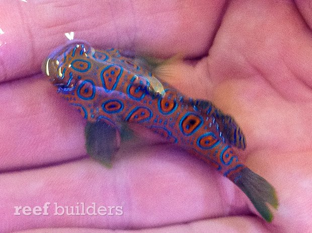 west australia dragonet