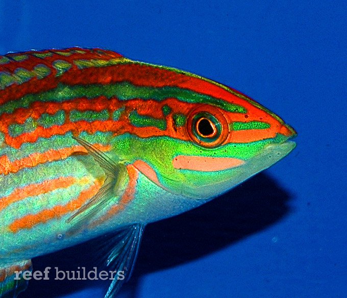 red scribbled wrasse
