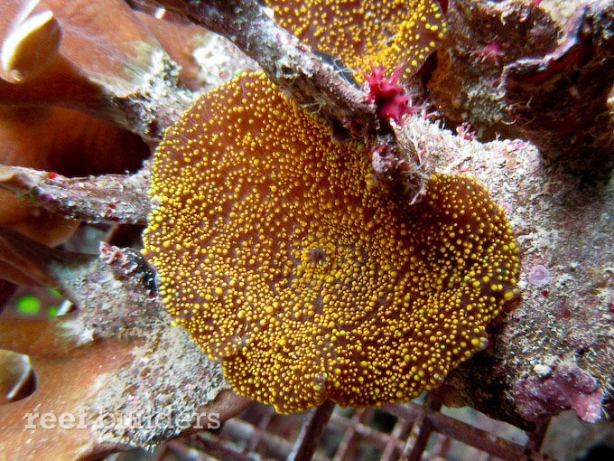 Orange Coral Leaf Bead