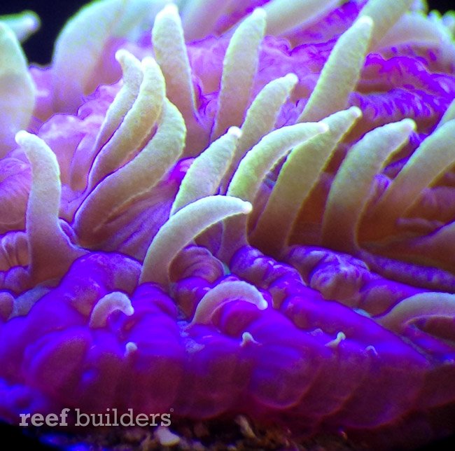 encrusting fungia coral