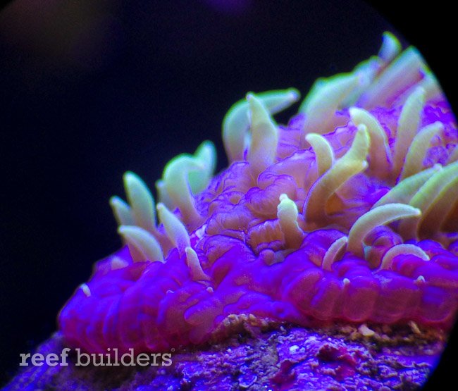 encrusting fungia coral