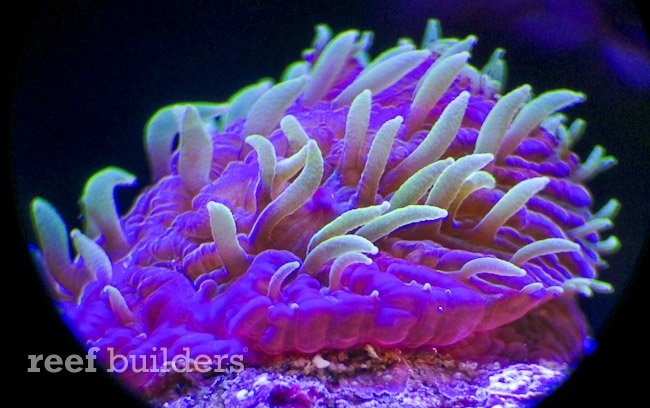 encrusting fungia coral