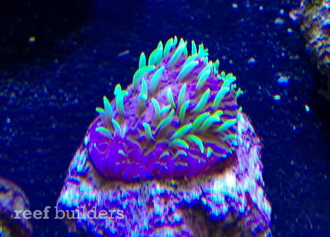 encrusting fungia coral