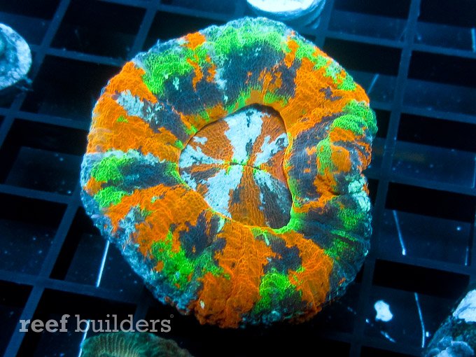 australian scolymia coral
