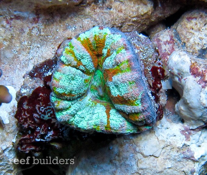 australian scolymia coral