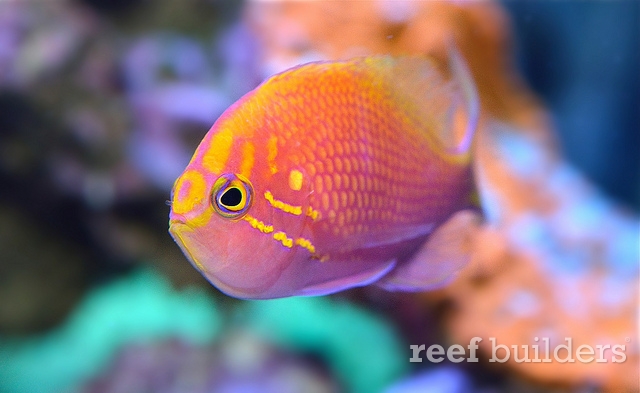 sunburst-anthias