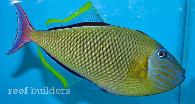 Reef Culture Technologies - First to Breed Crosshatch Triggerfish ...