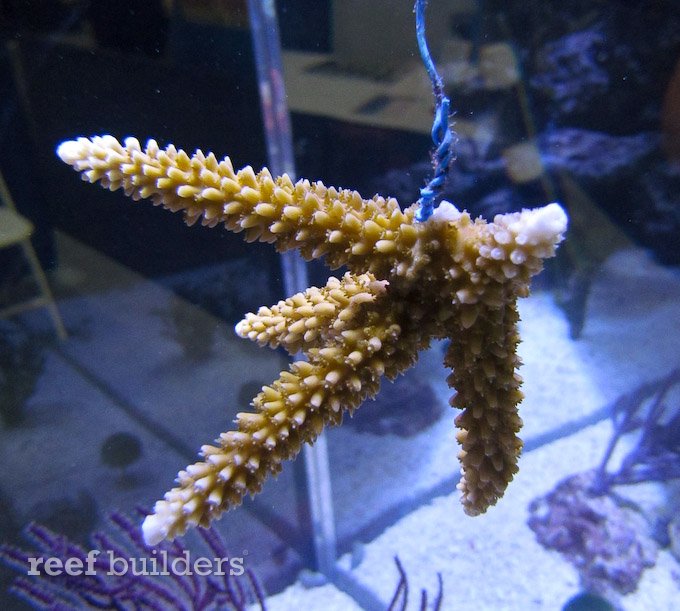 staghorn coral