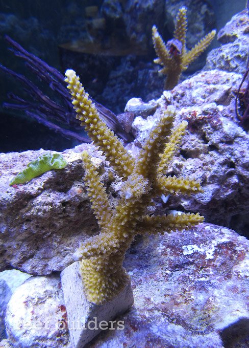 staghorn coral