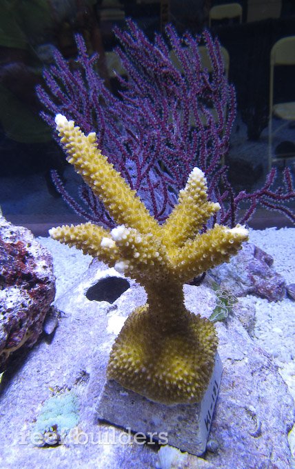 staghorn coral