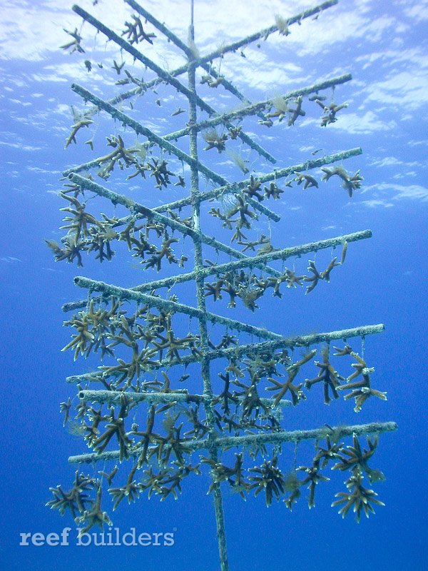 staghorn coral