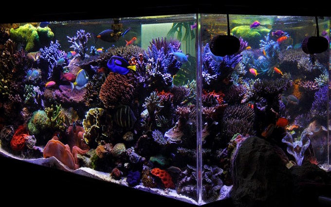 85 gal  The Reef Tank