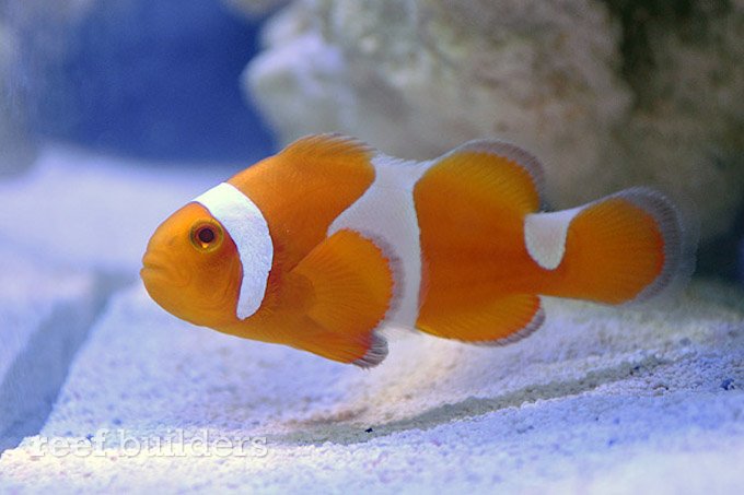 proaquatix tangerine clownfish