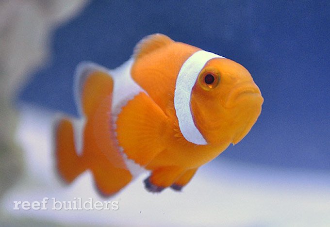 proaquatix tangerine clownfish