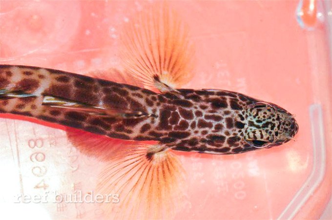 large show goby reef fish