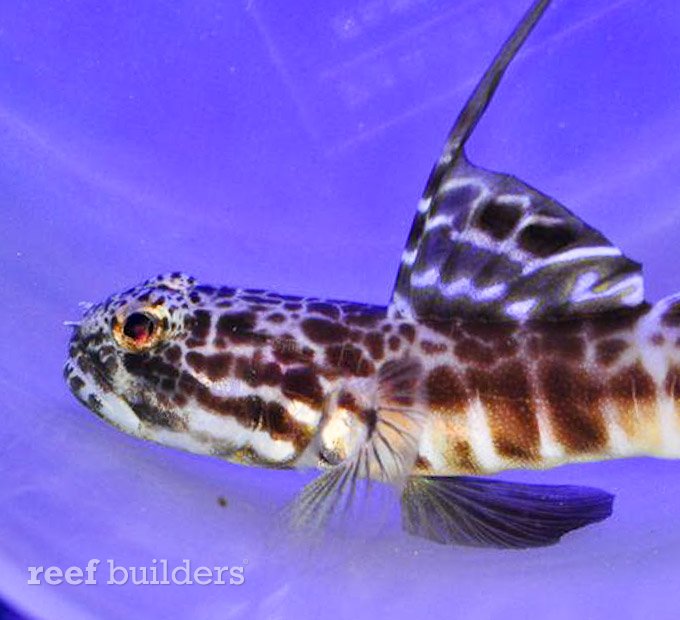 large show goby reef fish