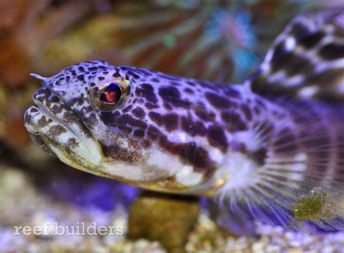 large show goby reef fish