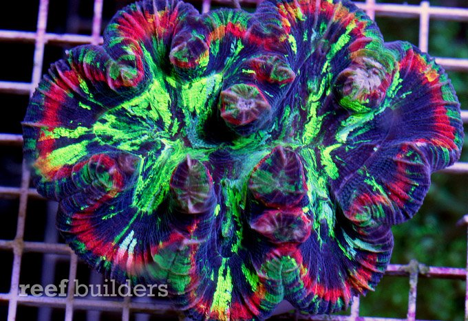 trachyphyllia coral