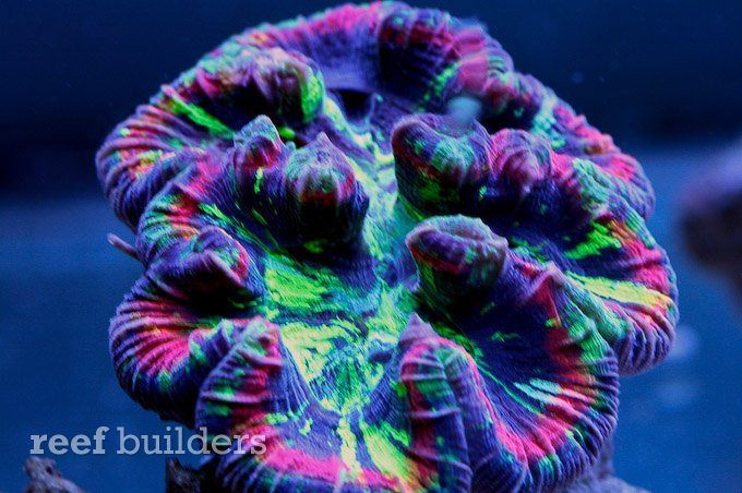 trachyphyllia coral