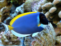 The Triton Reef: A full portfolio of this illustrious set up | Reef ...