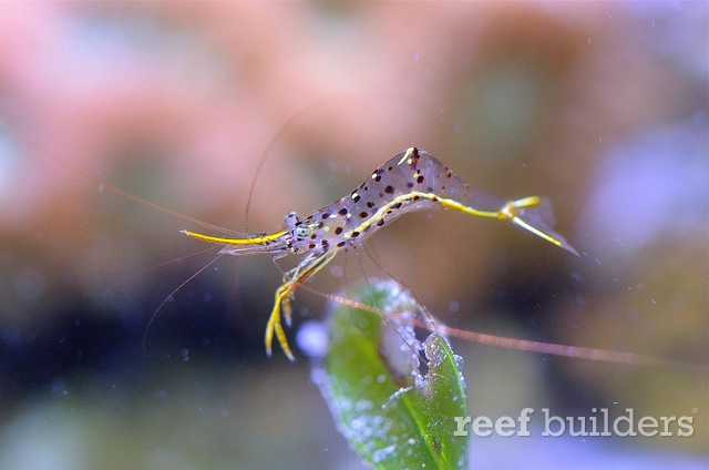 Cool crustaceans for your reefs part 2: The hovering Urocaridella shrimps, Reef Builders