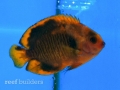 aberrant-coral-beauty-angelfish