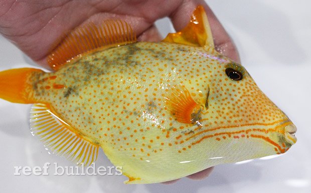 undulate triggerfish