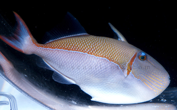 goldenback triggerfish
