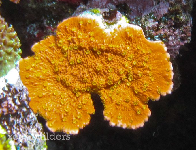 montipora capricornis