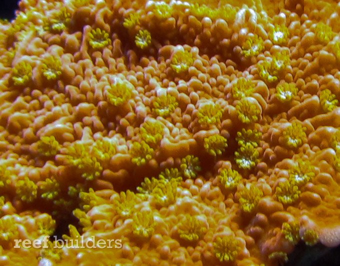 montipora capricornis